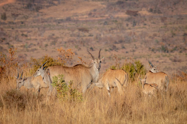 troupeau d’eland restant dans l’herbe. - éland du cap photos et images de collection
