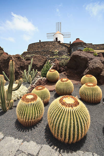 istock Cactus Garden in Lanzarote 122361395