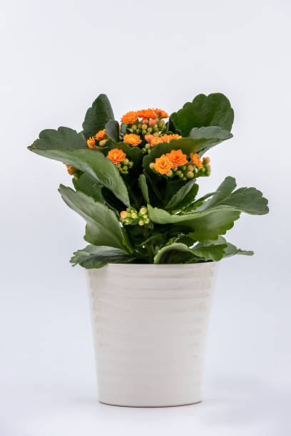istock Flaming Katy plant in pot isolated on white background 1223613997