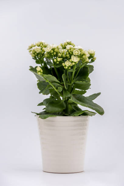 istock Flaming Katy plant in pot isolated on white background 1223614055