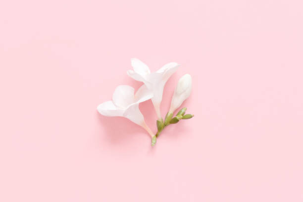 istock White fresia flower on a light pink background 1223614189
