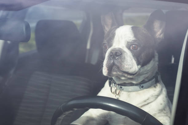 istock French bulldog driving a car 1223615242