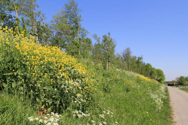 봄에 네덜란드 시골의 길을 따라 잔디 사이에 유채와 카우파슬리가있는 아름다운 직전 - grass shoulder rural scene road wildflower 뉴스 사진 이미지