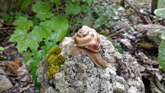 snail basks in the sun