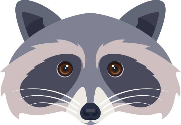 Raccoon Face Stock Photos, Pictures & Royalty-Free Images - iStock