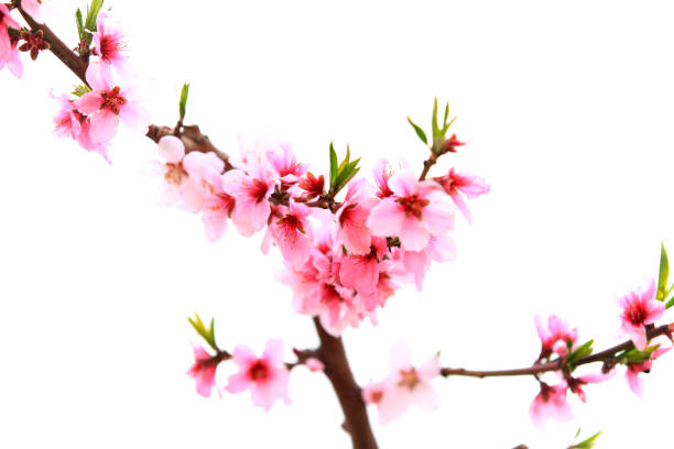 istock the plum trees bloom, Peach blossoms in bloom 1223617604
