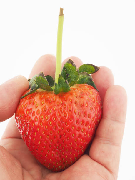 istock strwaberry in hand on white background 1223620266