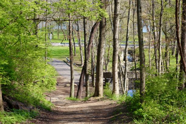 istock Hiking Trail out of the Forest 1223620718