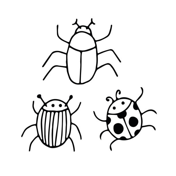 illustrations, cliparts, dessins animés et icônes de les coléoptères placent des éléments dessinés à la main dans le style de griffonnage. vecteurs d’insectes scandinaves - ladybug insect leaf beetle