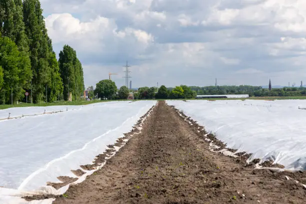 Graded country dirt road through fresh winter snow receding in a straight line to a distant village or town hidden in trees