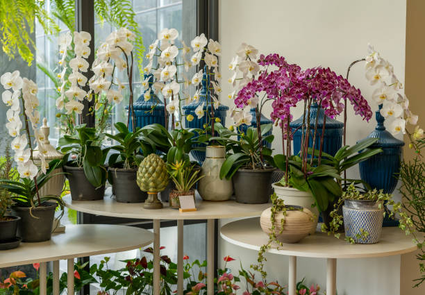 flores brancas e roxas em uma panela em uma loja de árvores. bonita - orchid plants - fotografias e filmes do acervo