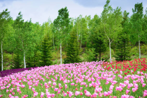 istock tulips in spring, colorful tulips 1223625503