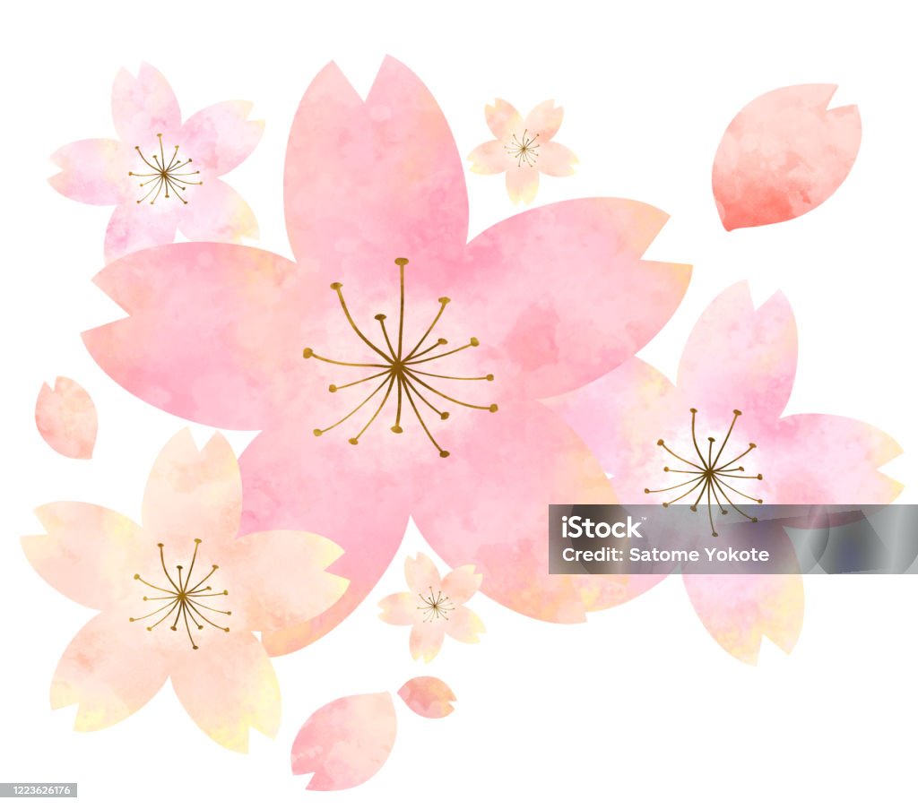 수채화 벚꽃 일러스트 벚꽃에 대한 스톡 벡터 아트 및 기타 이미지 - 벚꽃, 수채화, 패턴 - Istock