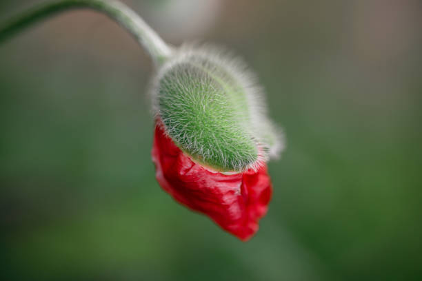 istock Bud of poppy flower decorative 1223626970