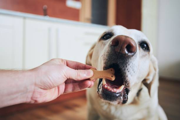 Dog eating biscuit Close-up view of dog eating biscuit. Pet owner feeding his labrador retriever in home kitchen. pampering stock pictures, royalty-free photos & images