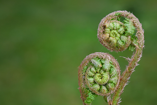 Close-up of young sprouts of wild fern, still spiraled up, in spring against green background with space for text