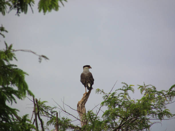istock A Southern crested caracara 1223629723