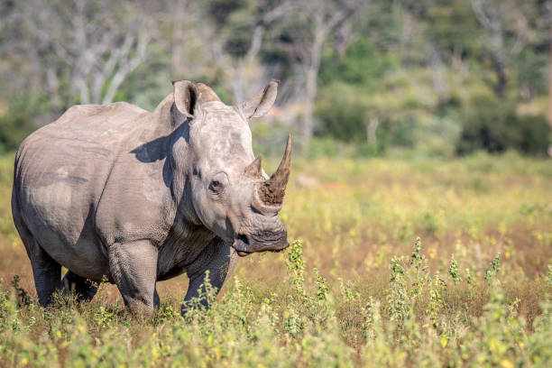 istock Female White rhino standing in the grass. 1223630950