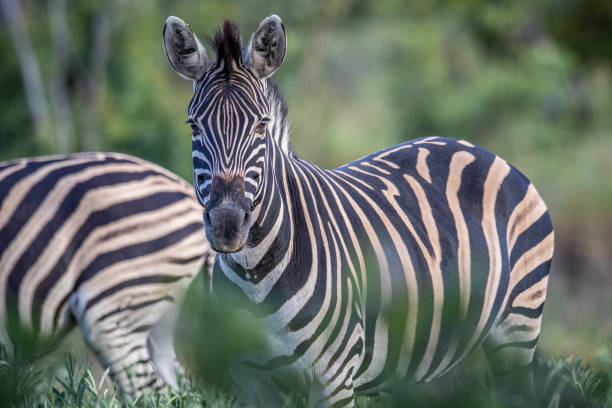 istock Zebra starring at the camera in the bush. 1223630956