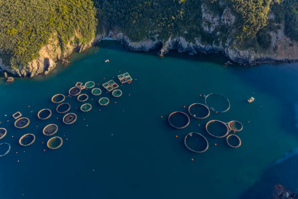 istock Fish farm with floating cages in Chalkidiki, Greece 1223631062