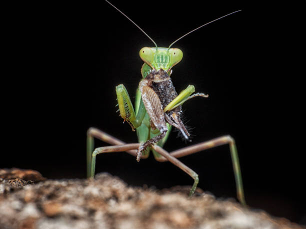 istock Green Praying Mantis eating a bee in the garden 1223631136