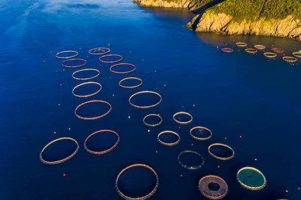 istock Fish farm with floating cages in Chalkidiki, Greece 1223632174