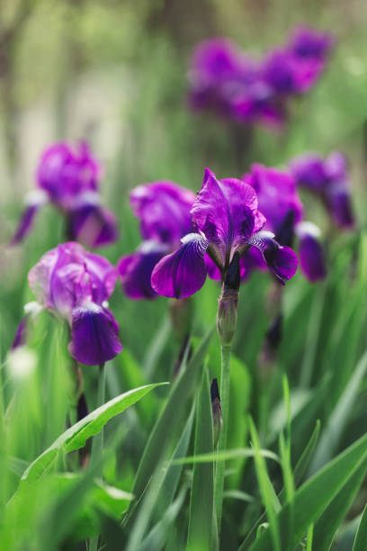 bellissimi fiori viola iris nel giardino primaverile. - nature selective focus green vertical foto e immagini stock