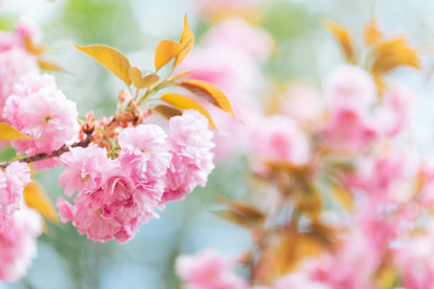 istock Amazing pink cherry blossoms on the Sakura tree. 1223632364