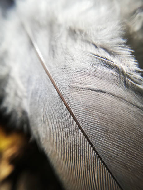 istock Feather in closeup, garden macro photographie. 1223632513