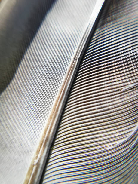 istock Feather in closeup, garden macro photographie. 1223632591