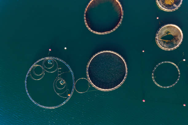 istock Fish farm with floating cages in Chalkidiki, Greece 1223632619
