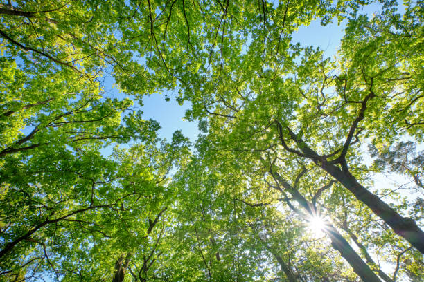beautiful green leaf canopy of high oak trees in spring - oak leaf leaf oak tree spring imagens e fotografias de stock