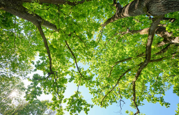 beautiful green leaf canopy of high oak trees in spring - oak leaf leaf oak tree spring imagens e fotografias de stock