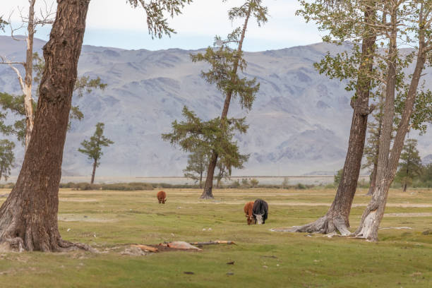 istock Mongolia landscape. Altai Tavan Bogd National Park in Bayar-Ulgii 1223634310