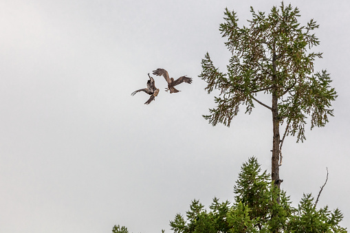 two birds of prey fight in the air over food,