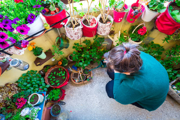 woman watering plants and flowers in balcony garden - horticulture butterfly plant flower imagens e fotografias de stock