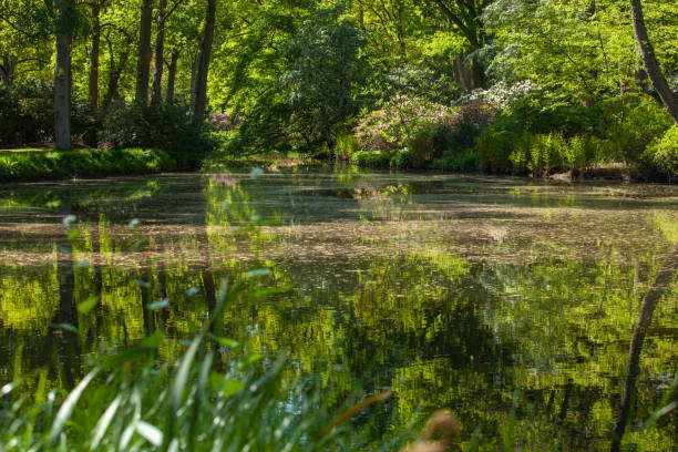 istock Pond, trees and green grass in a public park. 1223635689