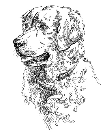 Vector Portrait of dog Golden retriever in black color hand drawing Illustration on white background