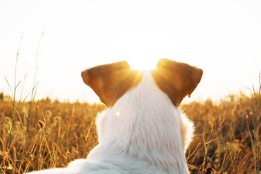 Dog breed Jack Russell Terrier sits in grass in meadow in mountains in summer at sunrise and looks at horizon on walk. Family resort in the mountains in summer on sunny day. Lifestyle. Lens flare