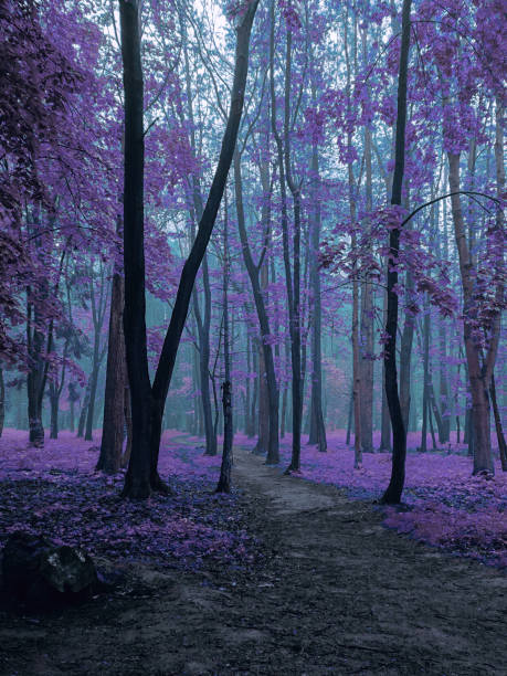 istock Mystical dark forest in fog 1223636677