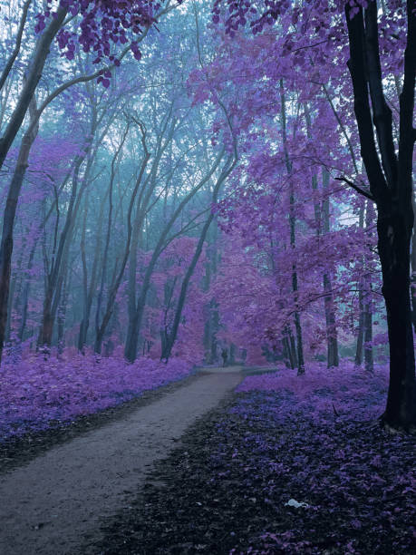 istock Path in the foggy forest 1223636839