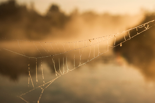 Spider's web with a dew on it on a beuatiful foggy lake in Poland in wild forest on a sunny day.