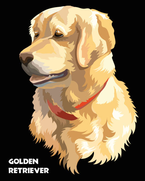 красочный вектор золотой ретривер - dog black background pets brown stock illustrations