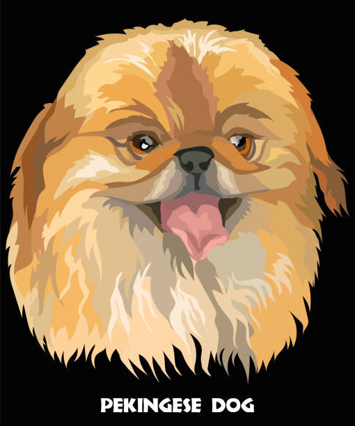 красочный векторный портрет пекинской собаки - dog black background pets brown stock illustrations
