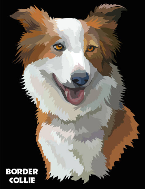 красочные границы колли вектор изображения - dog black background pets brown stock illustrations