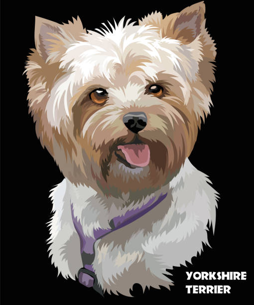 колофул векторный портрет йоркширского терьера - dog black background pets brown stock illustrations