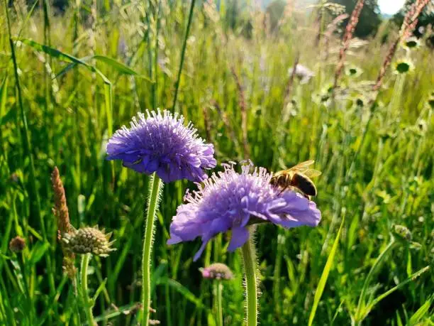 Field scabious flowers with a bee on it captured on a wildflower meadow near Zurich City during springtime.