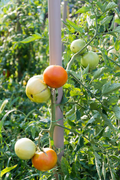 istock Tomato production garden. Green and red tomato. 1223637345