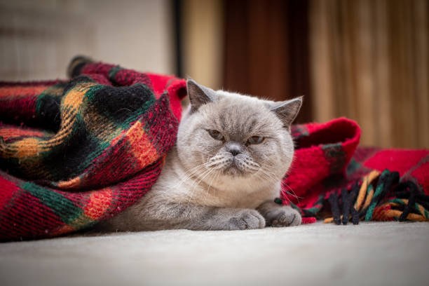 istock British shorthair colorpoint cat Ludwig 1223638356
