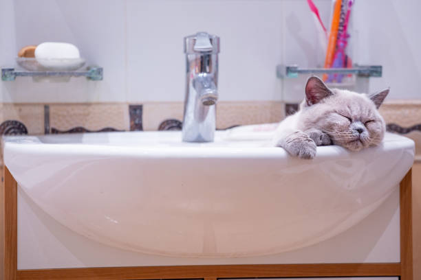 British shorthair colorpoint cat Ludwig sleeping in the washbasin